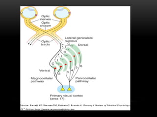 Visual pathway | PPTX