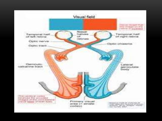 Visual pathway | PPTX