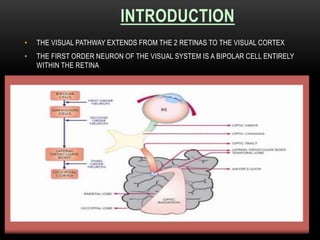 Visual pathway | PPTX