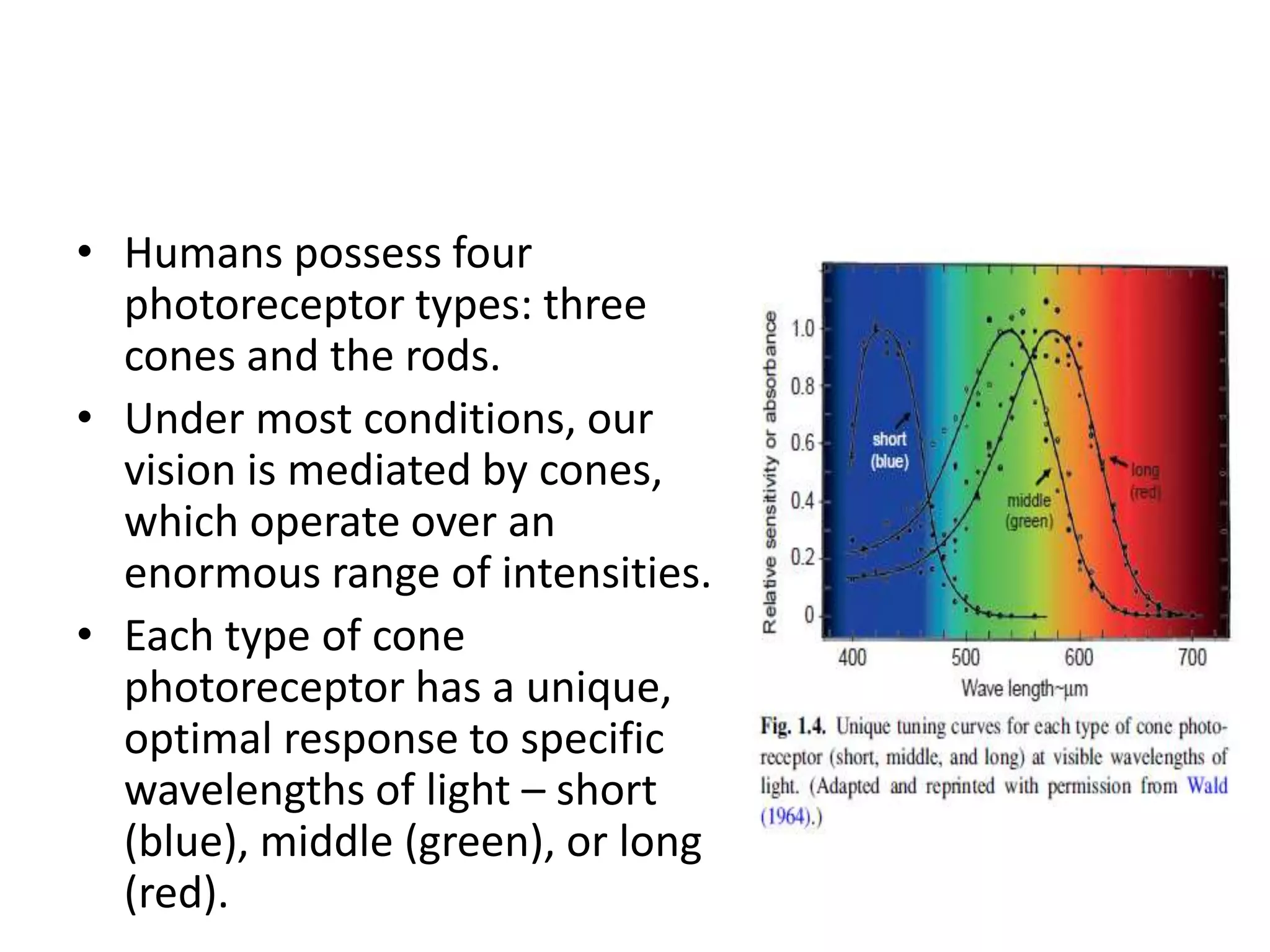 • Humans possess four
photoreceptor types: three
cones and the rods.
• Under most conditions, our
vision is mediated by cones,
which operate over an
enormous range of intensities.
• Each type of cone
photoreceptor has a unique,
optimal response to specific
wavelengths of light – short
(blue), middle (green), or long
(red).
 