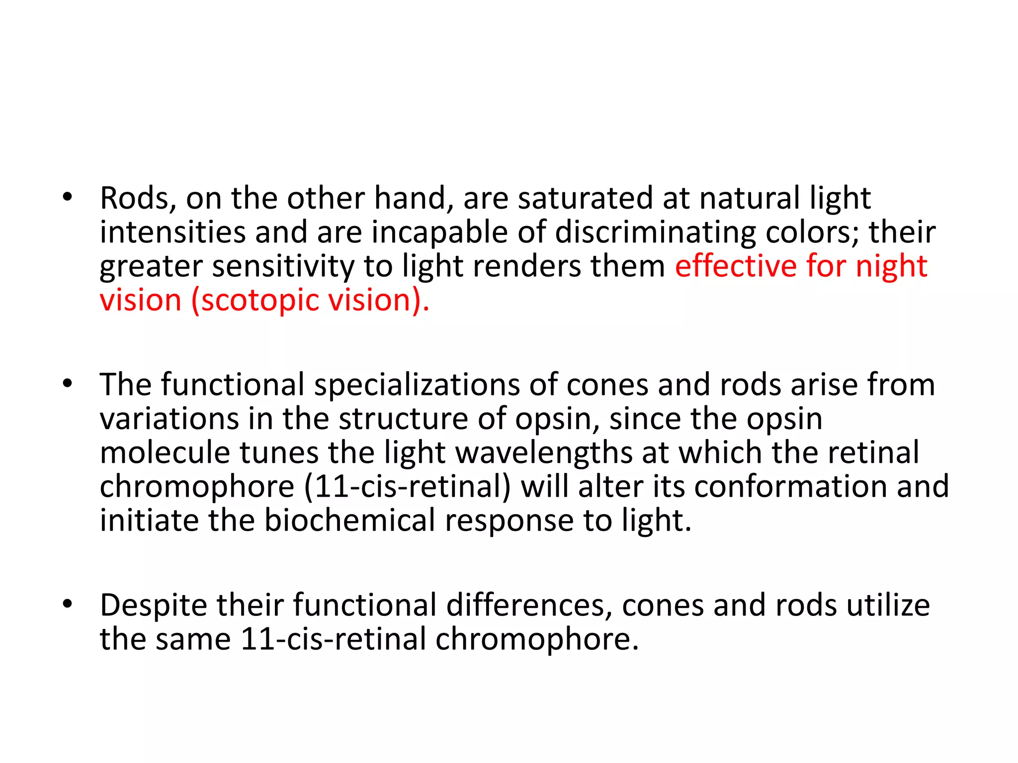 • Rods, on the other hand, are saturated at natural light
intensities and are incapable of discriminating colors; their
greater sensitivity to light renders them effective for night
vision (scotopic vision).
• The functional specializations of cones and rods arise from
variations in the structure of opsin, since the opsin
molecule tunes the light wavelengths at which the retinal
chromophore (11-cis-retinal) will alter its conformation and
initiate the biochemical response to light.
• Despite their functional differences, cones and rods utilize
the same 11-cis-retinal chromophore.
 