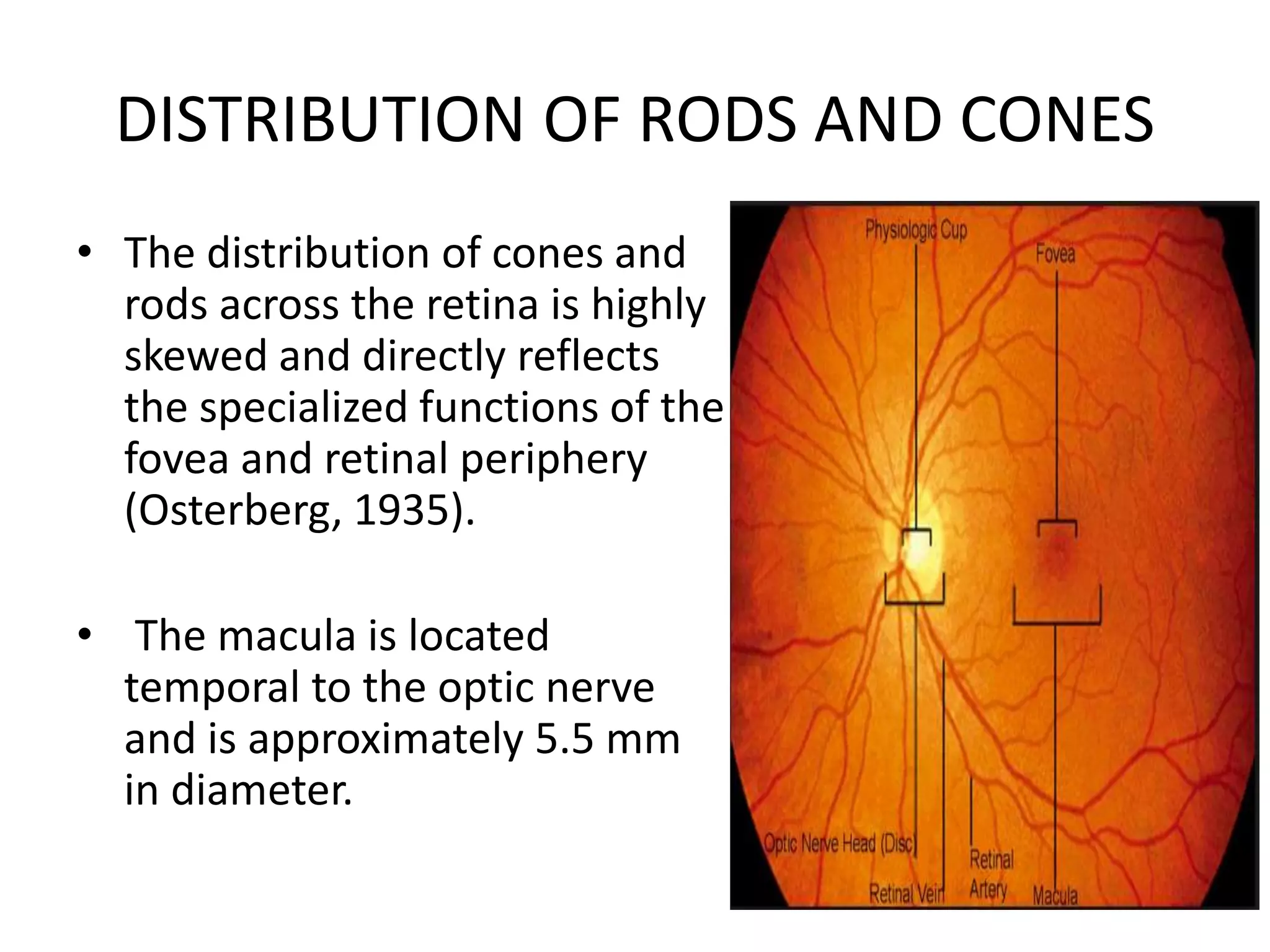 DISTRIBUTION OF RODS AND CONES
• The distribution of cones and
rods across the retina is highly
skewed and directly reflects
the specialized functions of the
fovea and retinal periphery
(Osterberg, 1935).
• The macula is located
temporal to the optic nerve
and is approximately 5.5 mm
in diameter.
 