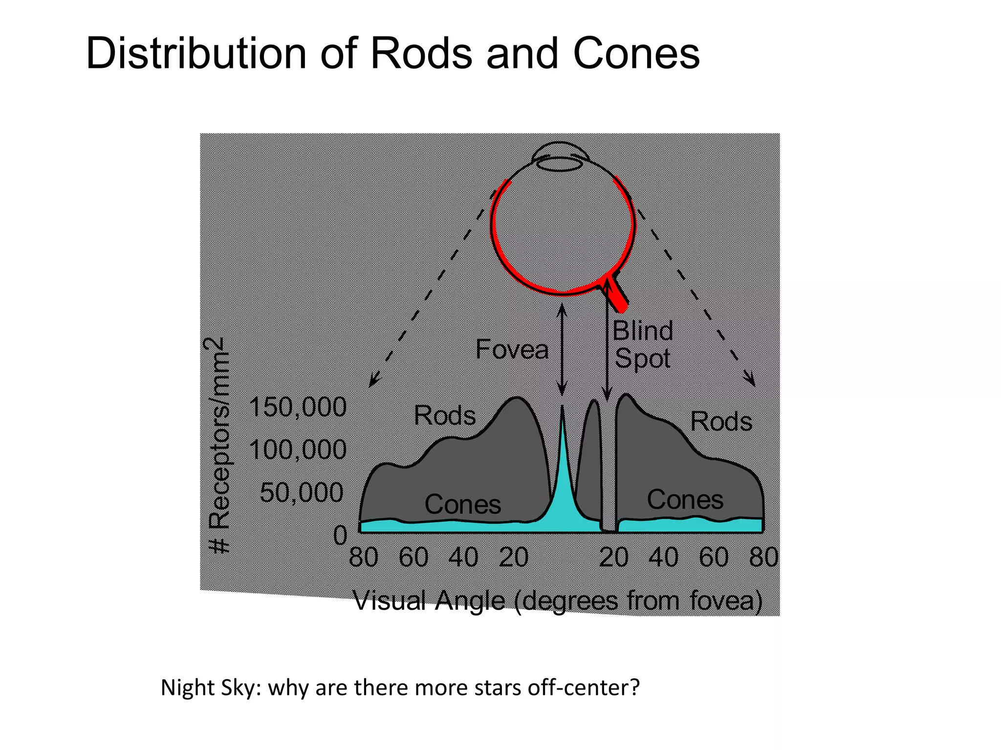© Stephen E. Palmer, 2002
Distribution of Rods and Cones
.
0
150,000
100,000
50,000
0
20 40 60 8020406080
Visual Angle (degrees from fovea)
Rods
Cones Cones
Rods
Fovea
Blind
Spot
#Receptors/mm2
Night Sky: why are there more stars off-center?
 