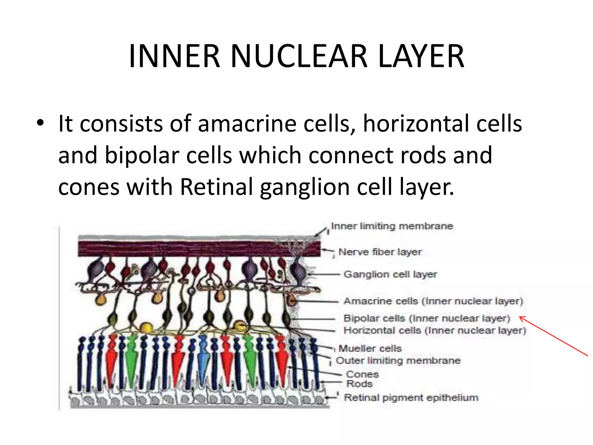 INNER NUCLEAR LAYER
• It consists of amacrine cells, horizontal cells
and bipolar cells which connect rods and
cones with Retinal ganglion cell layer.
 