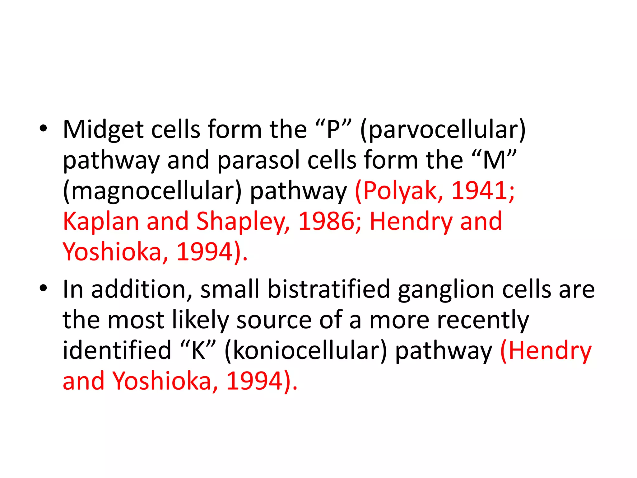• Midget cells form the “P” (parvocellular)
pathway and parasol cells form the “M”
(magnocellular) pathway (Polyak, 1941;
Kaplan and Shapley, 1986; Hendry and
Yoshioka, 1994).
• In addition, small bistratified ganglion cells are
the most likely source of a more recently
identified “K” (koniocellular) pathway (Hendry
and Yoshioka, 1994).
 