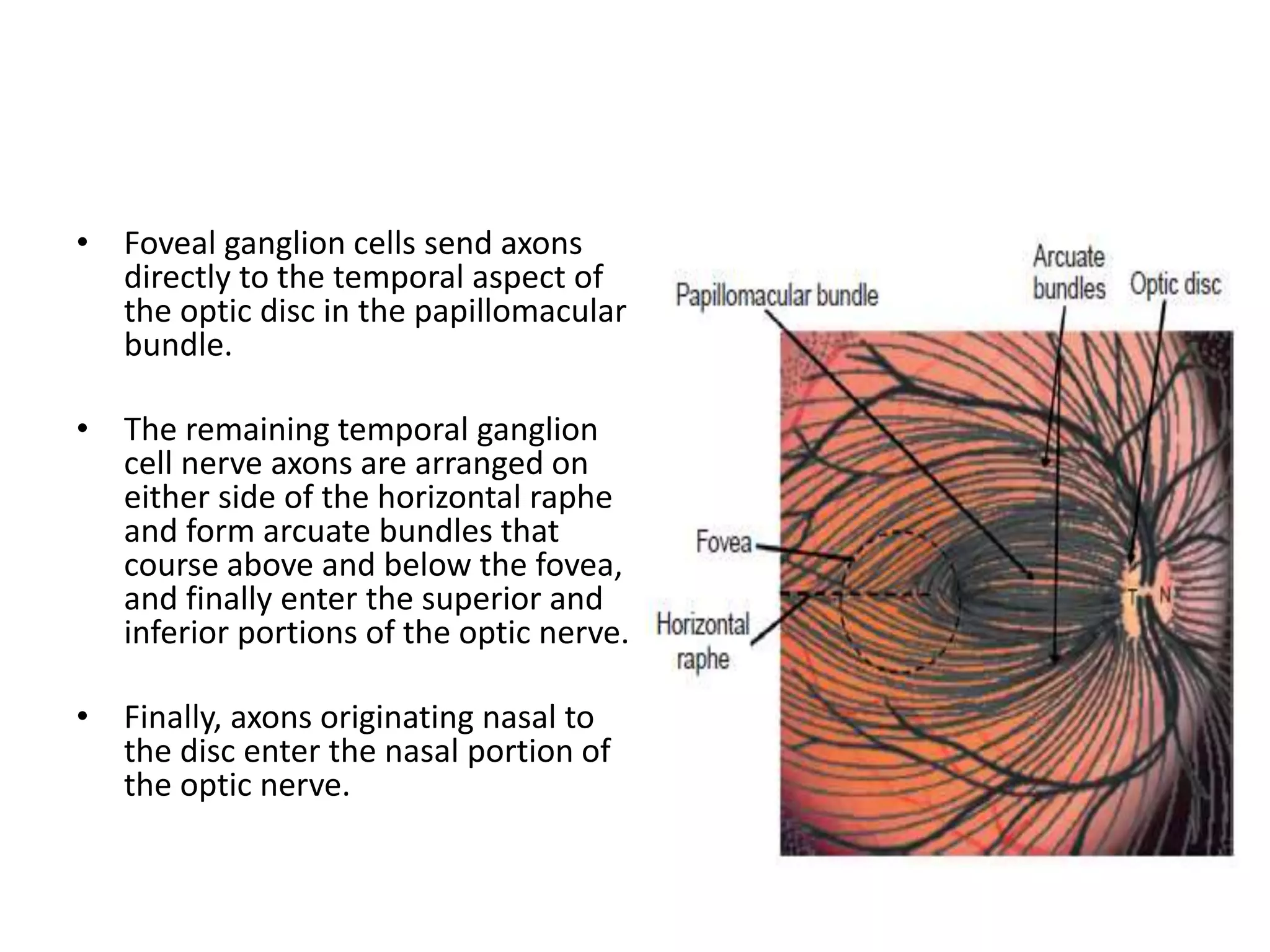 • Foveal ganglion cells send axons
directly to the temporal aspect of
the optic disc in the papillomacular
bundle.
• The remaining temporal ganglion
cell nerve axons are arranged on
either side of the horizontal raphe
and form arcuate bundles that
course above and below the fovea,
and finally enter the superior and
inferior portions of the optic nerve.
• Finally, axons originating nasal to
the disc enter the nasal portion of
the optic nerve.
 