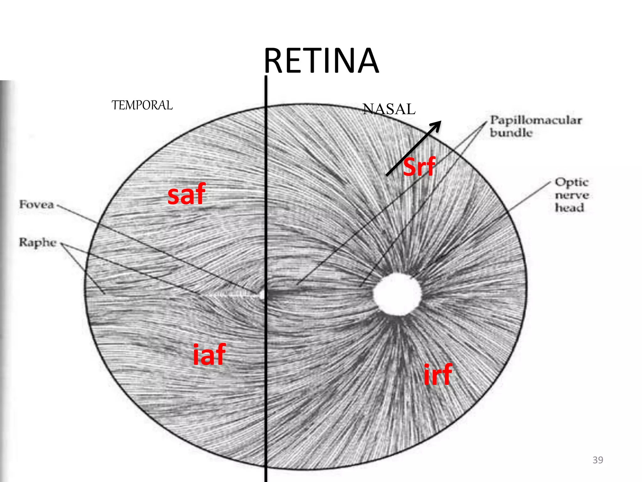 RETINA
TEMPORAL NASAL
Srf
irf
saf
iaf
39
 
