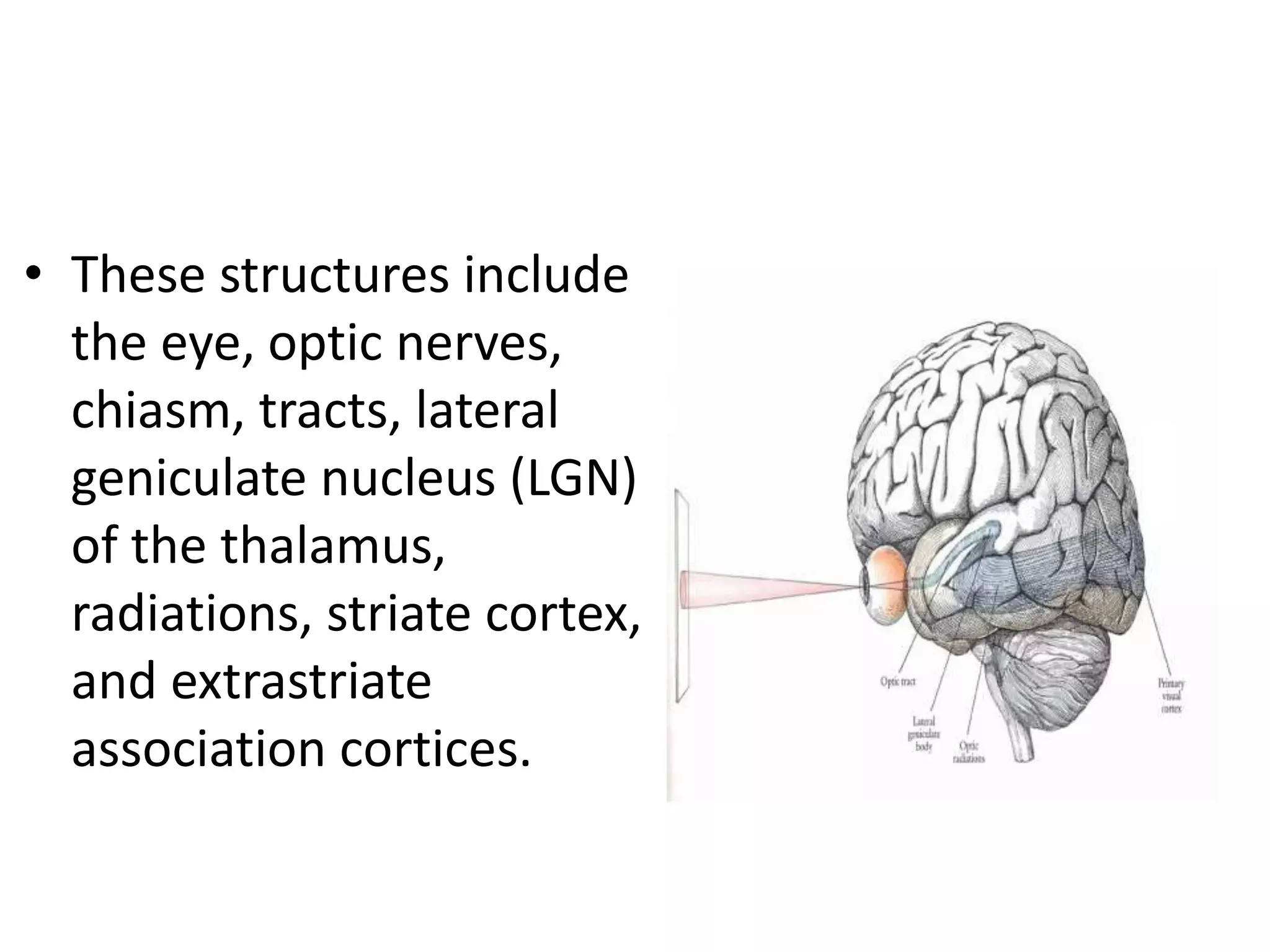 • These structures include
the eye, optic nerves,
chiasm, tracts, lateral
geniculate nucleus (LGN)
of the thalamus,
radiations, striate cortex,
and extrastriate
association cortices.
 