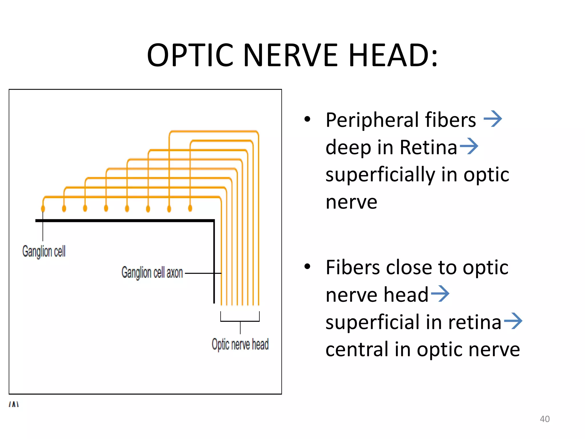 40
• Peripheral fibers 
deep in Retina
superficially in optic
nerve
• Fibers close to optic
nerve head
superficial in retina
central in optic nerve
OPTIC NERVE HEAD:
 