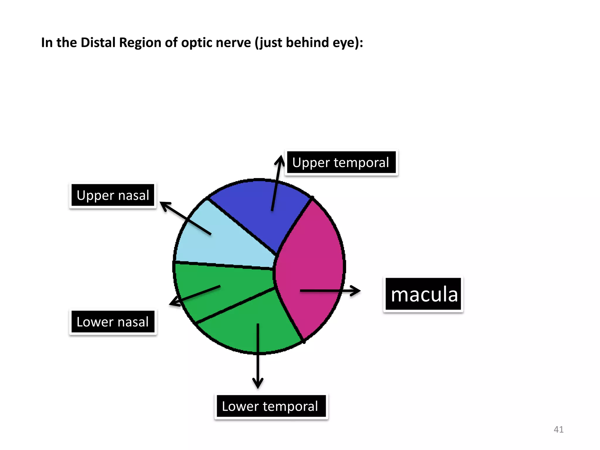 macula
Upper temporal
Lower temporal
Lower nasal
Upper nasal
41
In the Distal Region of optic nerve (just behind eye):
 