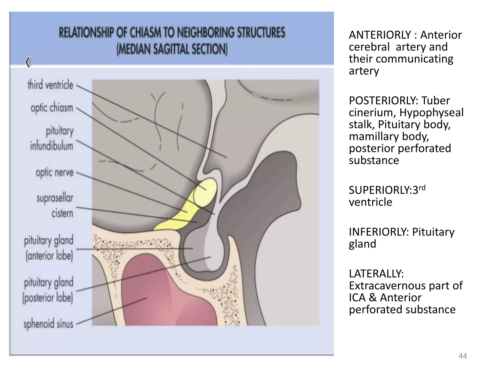 ANTERIORLY : Anterior
cerebral artery and
their communicating
artery
POSTERIORLY: Tuber
cinerium, Hypophyseal
stalk, Pituitary body,
mamillary body,
posterior perforated
substance
SUPERIORLY:3rd
ventricle
INFERIORLY: Pituitary
gland
LATERALLY:
Extracavernous part of
ICA & Anterior
perforated substance
44
 
