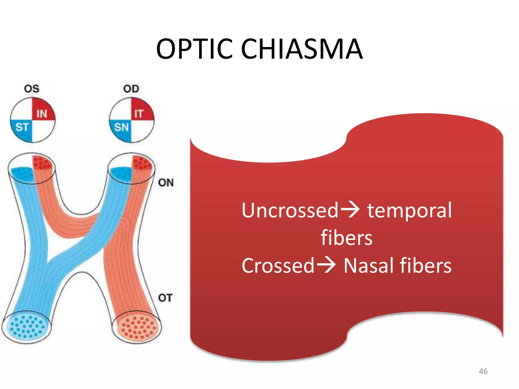 OPTIC CHIASMA
46
Uncrossed temporal
fibers
Crossed Nasal fibers
 
