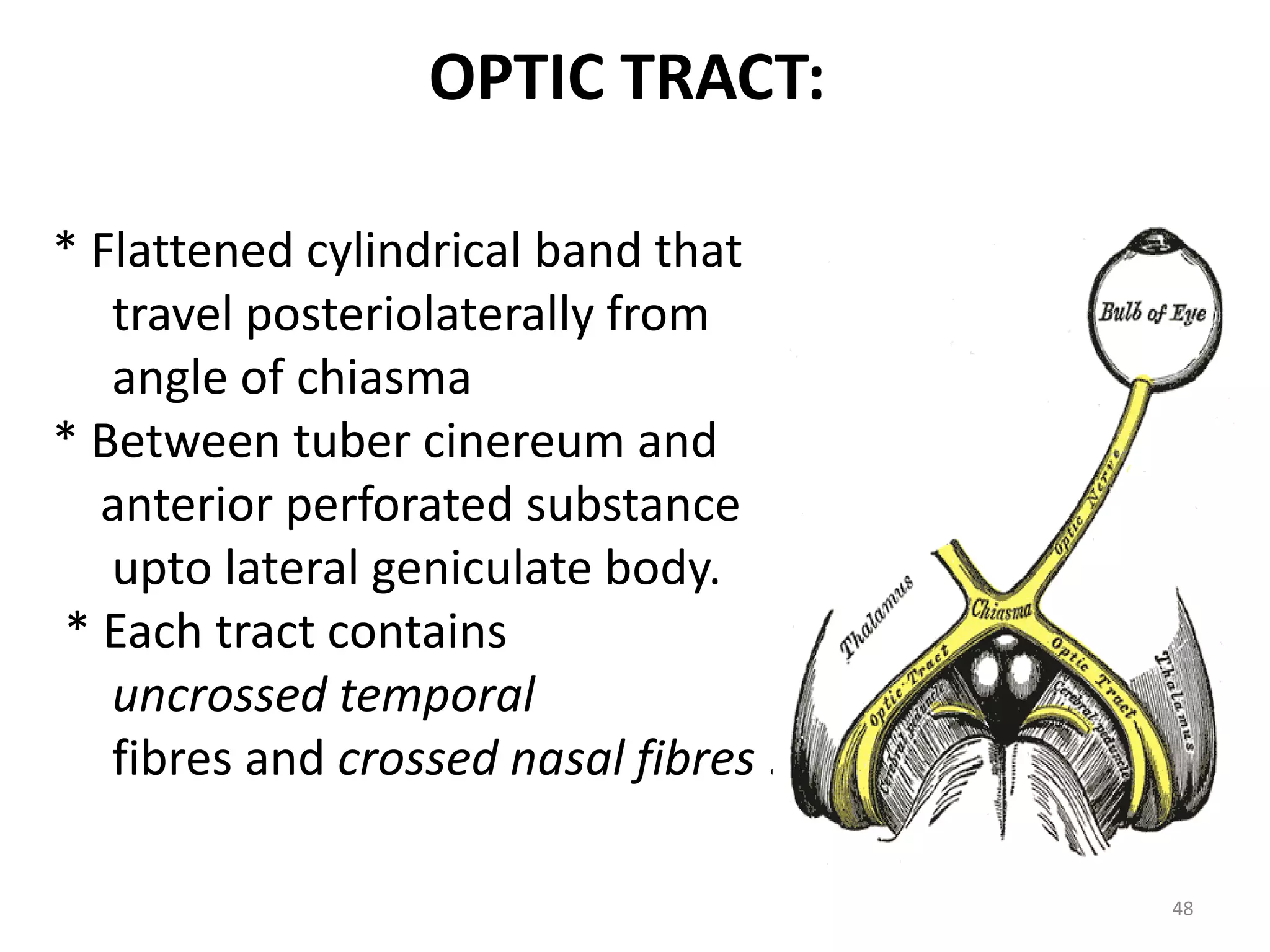 OPTIC TRACT:
* Flattened cylindrical band that
travel posteriolaterally from
angle of chiasma
* Between tuber cinereum and
anterior perforated substance
upto lateral geniculate body.
* Each tract contains
uncrossed temporal
fibres and crossed nasal fibres .
48
 