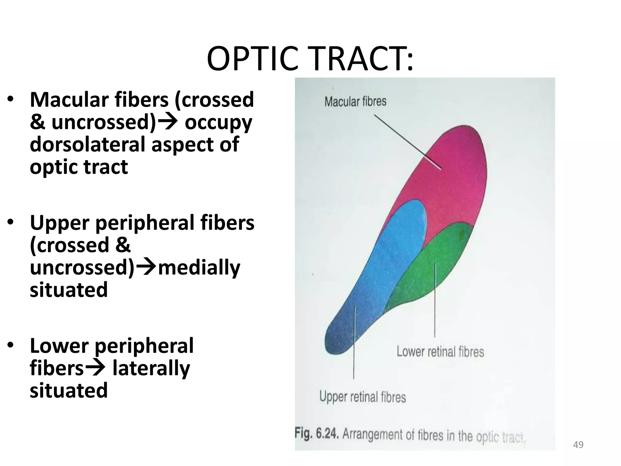 OPTIC TRACT:
• Macular fibers (crossed
& uncrossed) occupy
dorsolateral aspect of
optic tract
• Upper peripheral fibers
(crossed &
uncrossed)medially
situated
• Lower peripheral
fibers laterally
situated
49
 