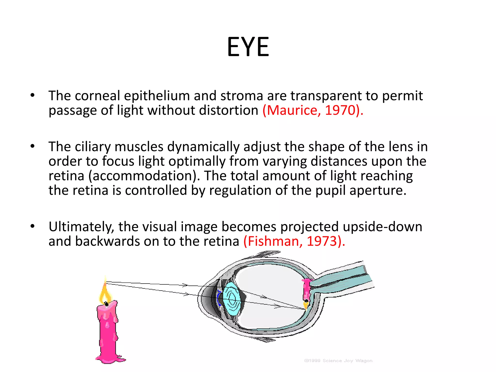 EYE
• The corneal epithelium and stroma are transparent to permit
passage of light without distortion (Maurice, 1970).
• The ciliary muscles dynamically adjust the shape of the lens in
order to focus light optimally from varying distances upon the
retina (accommodation). The total amount of light reaching
the retina is controlled by regulation of the pupil aperture.
• Ultimately, the visual image becomes projected upside-down
and backwards on to the retina (Fishman, 1973).
 