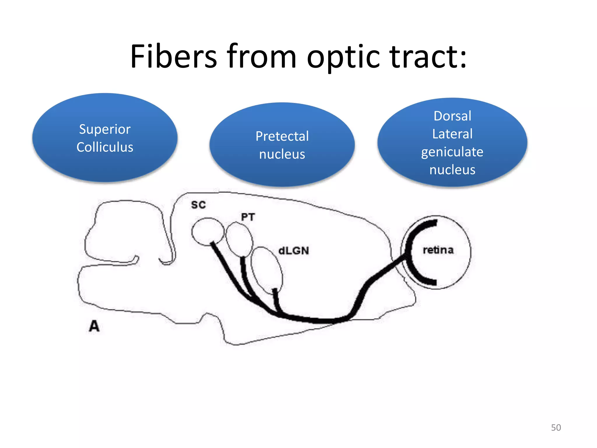 Fibers from optic tract:
50
Superior
Colliculus
Pretectal
nucleus
Dorsal
Lateral
geniculate
nucleus
 