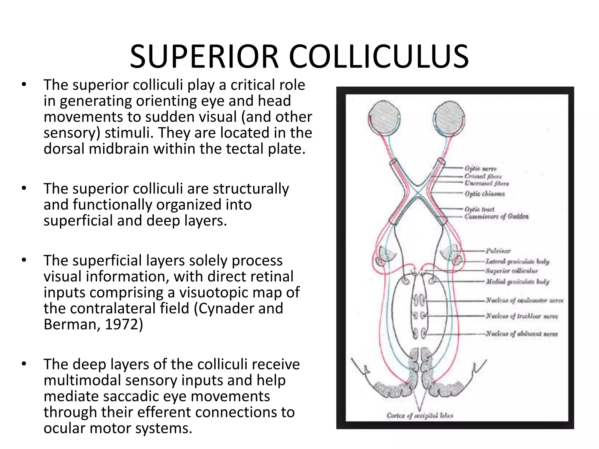 SUPERIOR COLLICULUS
• The superior colliculi play a critical role
in generating orienting eye and head
movements to sudden visual (and other
sensory) stimuli. They are located in the
dorsal midbrain within the tectal plate.
• The superior colliculi are structurally
and functionally organized into
superficial and deep layers.
• The superficial layers solely process
visual information, with direct retinal
inputs comprising a visuotopic map of
the contralateral field (Cynader and
Berman, 1972)
• The deep layers of the colliculi receive
multimodal sensory inputs and help
mediate saccadic eye movements
through their efferent connections to
ocular motor systems.
 