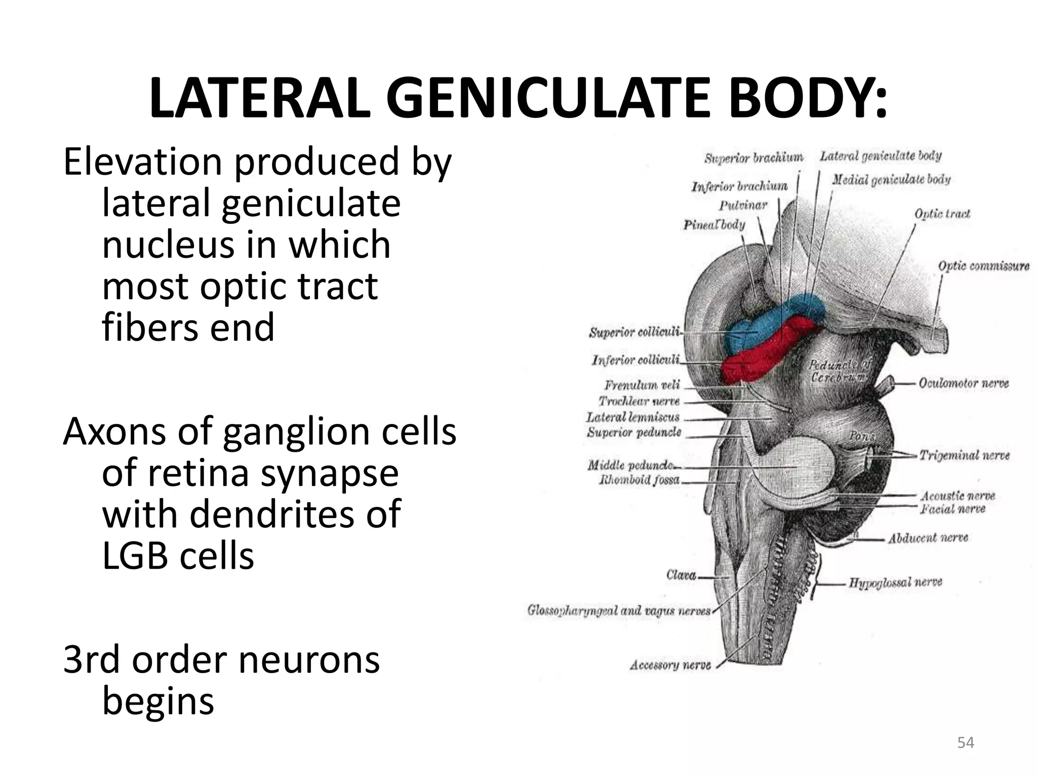LATERAL GENICULATE BODY:
Elevation produced by
lateral geniculate
nucleus in which
most optic tract
fibers end
Axons of ganglion cells
of retina synapse
with dendrites of
LGB cells
3rd order neurons
begins
54
 