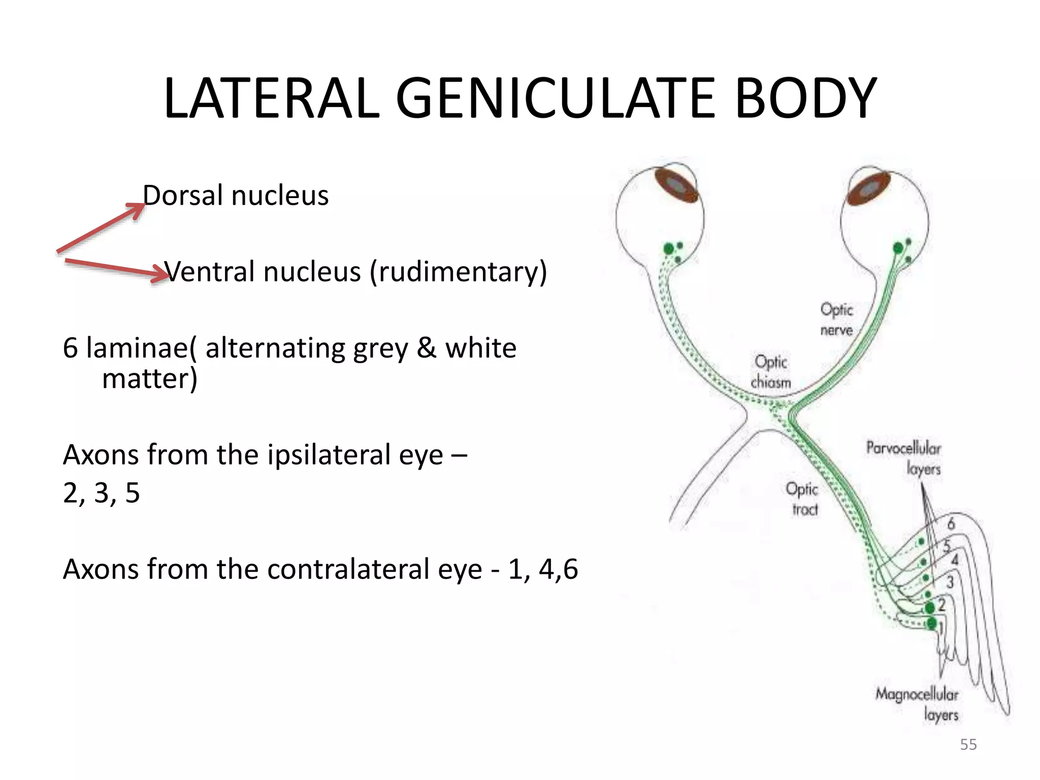 LATERAL GENICULATE BODY
Dorsal nucleus
Ventral nucleus (rudimentary)
6 laminae( alternating grey & white
matter)
Axons from the ipsilateral eye –
2, 3, 5
Axons from the contralateral eye - 1, 4,6
55
 