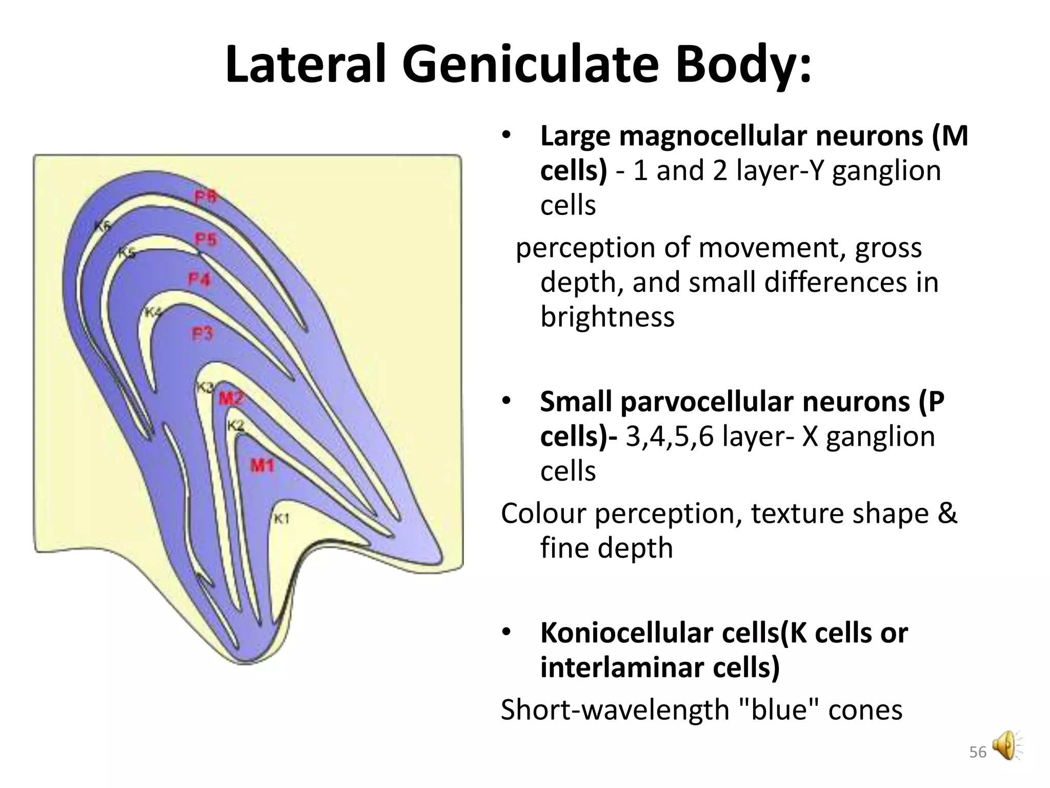 Lateral Geniculate Body:
56
• Large magnocellular neurons (M
cells) - 1 and 2 layer-Y ganglion
cells
perception of movement, gross
depth, and small differences in
brightness
• Small parvocellular neurons (P
cells)- 3,4,5,6 layer- X ganglion
cells
Colour perception, texture shape &
fine depth
• Koniocellular cells(K cells or
interlaminar cells)
Short-wavelength "blue" cones
 