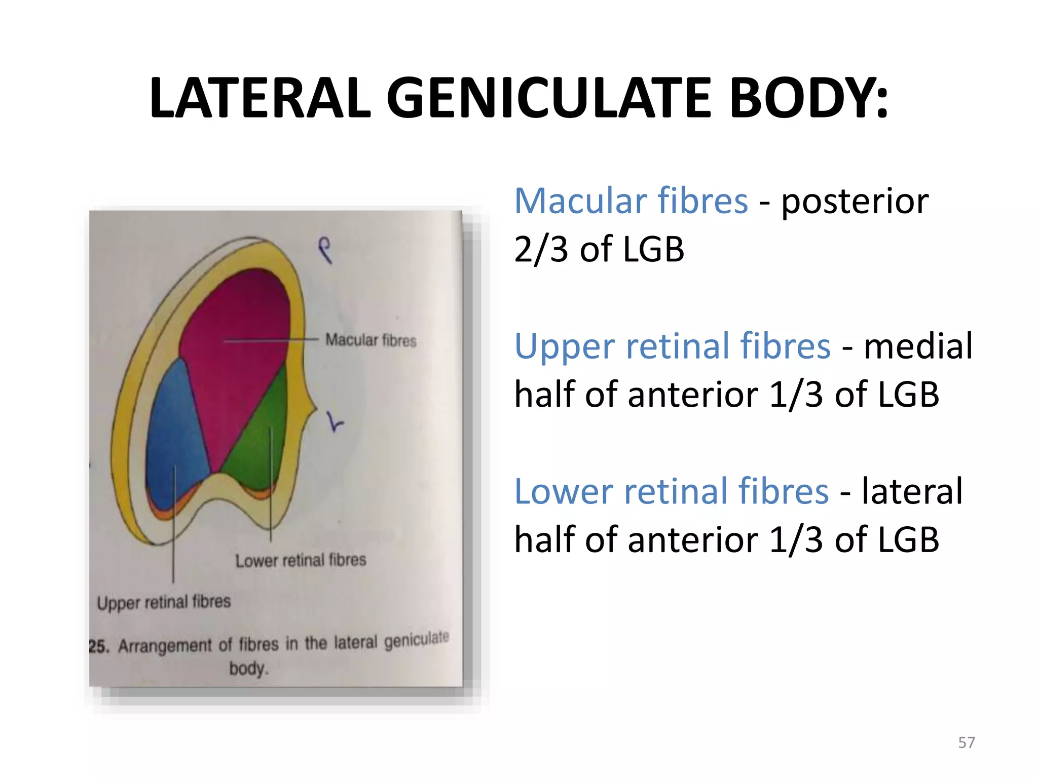 LATERAL GENICULATE BODY:
57
Macular fibres - posterior
2/3 of LGB
Upper retinal fibres - medial
half of anterior 1/3 of LGB
Lower retinal fibres - lateral
half of anterior 1/3 of LGB
 