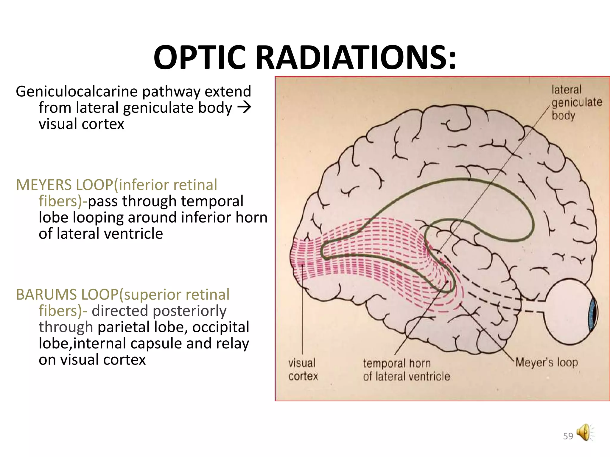OPTIC RADIATIONS:
Geniculocalcarine pathway extend
from lateral geniculate body 
visual cortex
MEYERS LOOP(inferior retinal
fibers)-pass through temporal
lobe looping around inferior horn
of lateral ventricle
BARUMS LOOP(superior retinal
fibers)- directed posteriorly
through parietal lobe, occipital
lobe,internal capsule and relay
on visual cortex
59
 