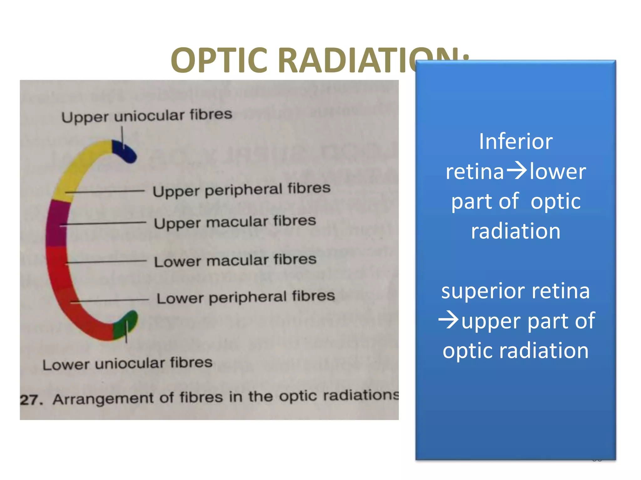 OPTIC RADIATION:
60
Inferior
retinalower
part of optic
radiation
superior retina
upper part of
optic radiation
 