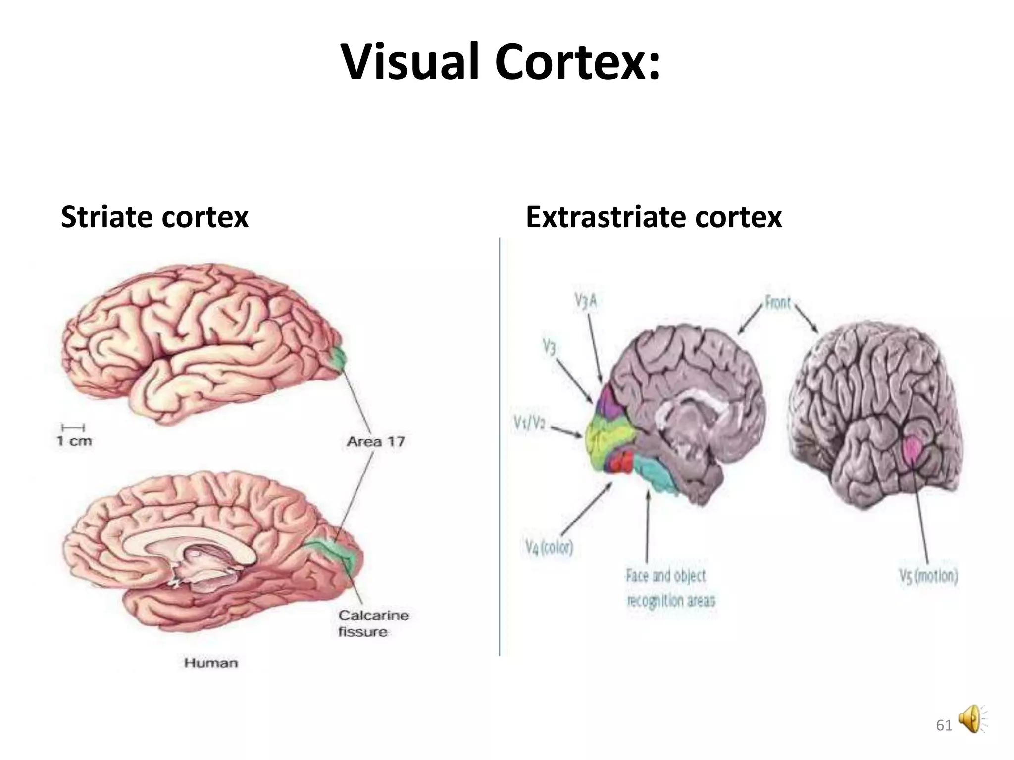 Visual Cortex:
Striate cortex Extrastriate cortex
61
•
 
