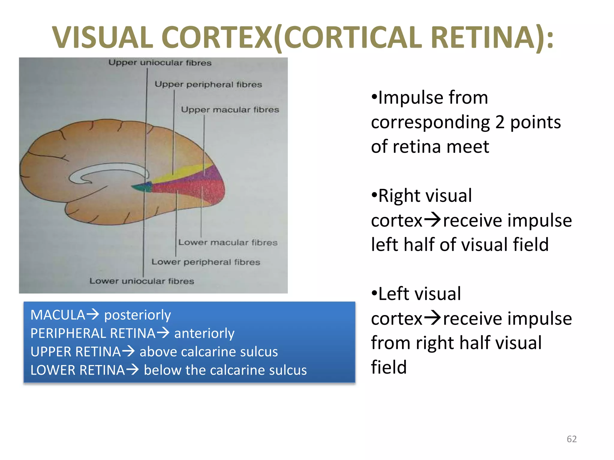 VISUAL CORTEX(CORTICAL RETINA):
62
•Impulse from
corresponding 2 points
of retina meet
•Right visual
cortexreceive impulse
left half of visual field
•Left visual
cortexreceive impulse
from right half visual
field
MACULA posteriorly
PERIPHERAL RETINA anteriorly
UPPER RETINA above calcarine sulcus
LOWER RETINA below the calcarine sulcus
 