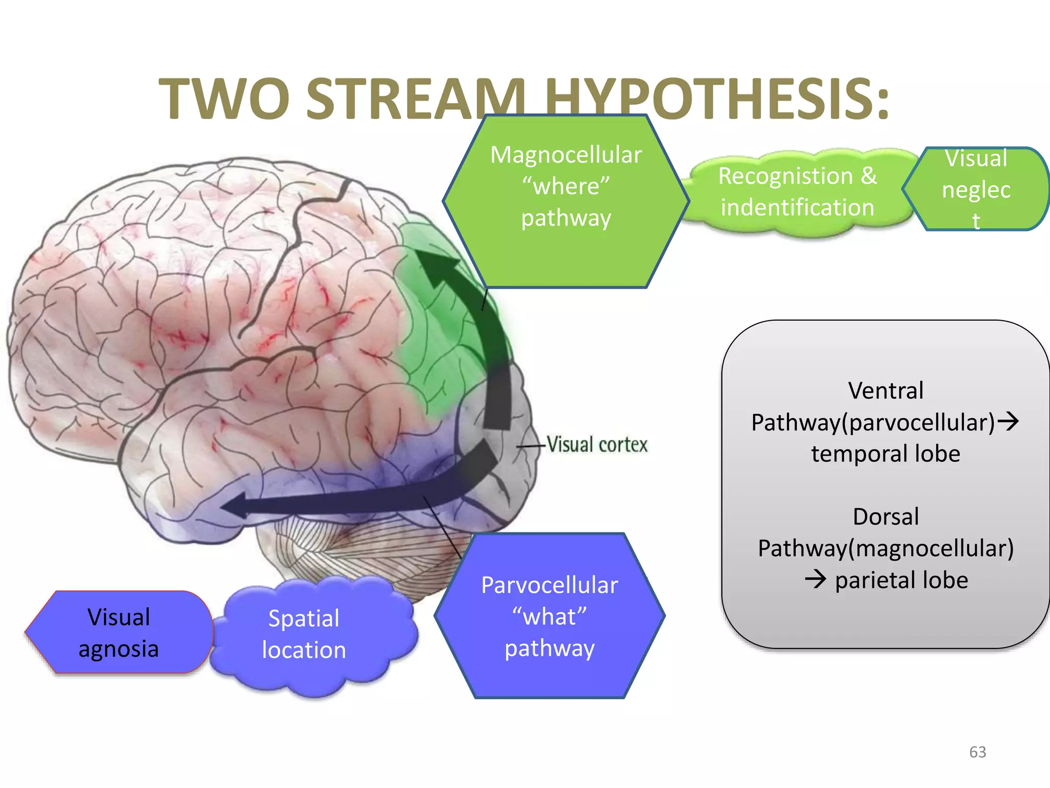TWO STREAM HYPOTHESIS:
63
• Ventral
Ventral
Pathway(parvocellular)
temporal lobe
Dorsal
Pathway(magnocellular)
 parietal lobe
Recognistion &
indentification
Spatial
location
Visual
agnosia
Visual
neglec
t
Parvocellular
“what”
pathway
Magnocellular
“where”
pathway
 
