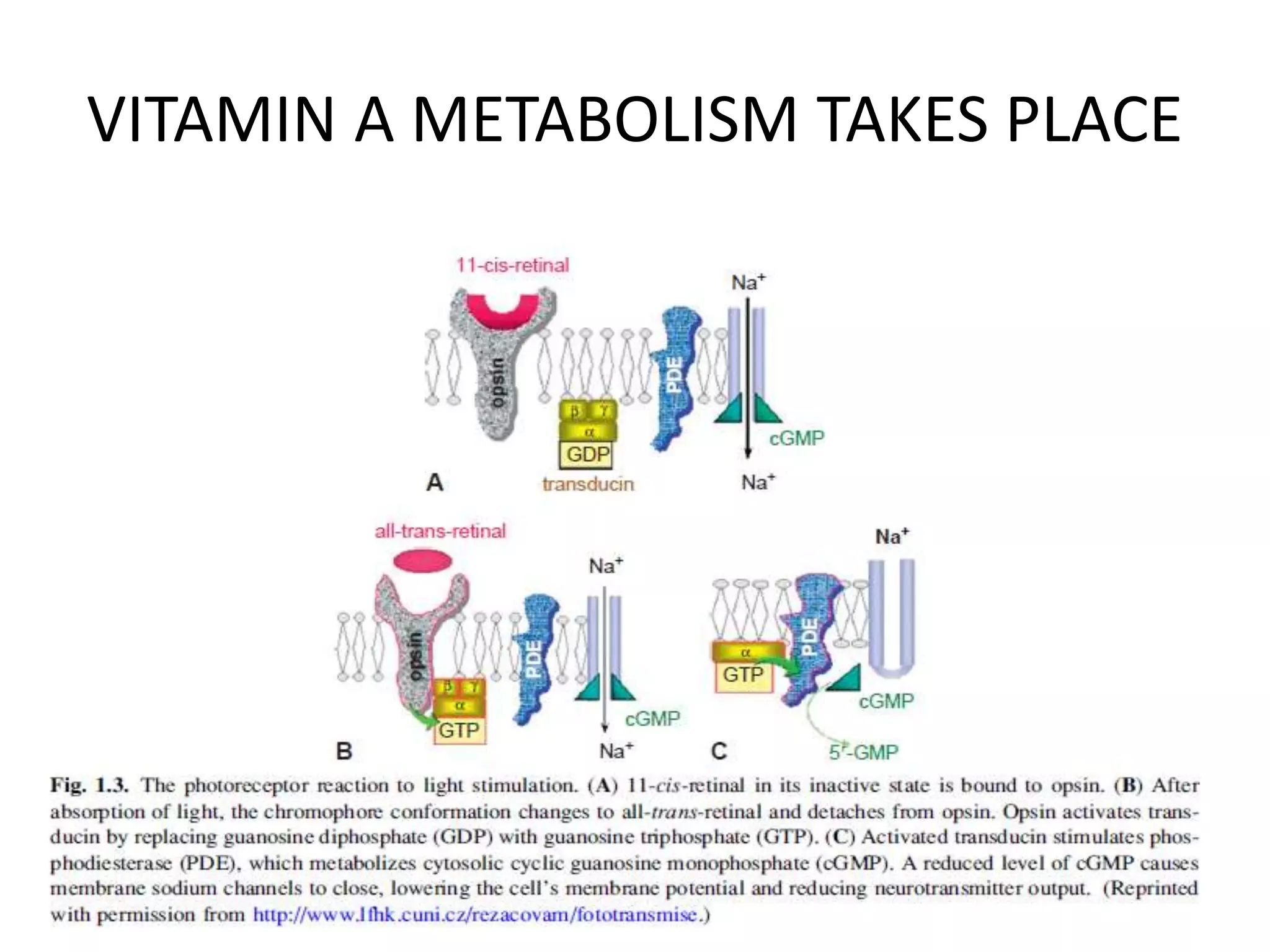 VITAMIN A METABOLISM TAKES PLACE
 