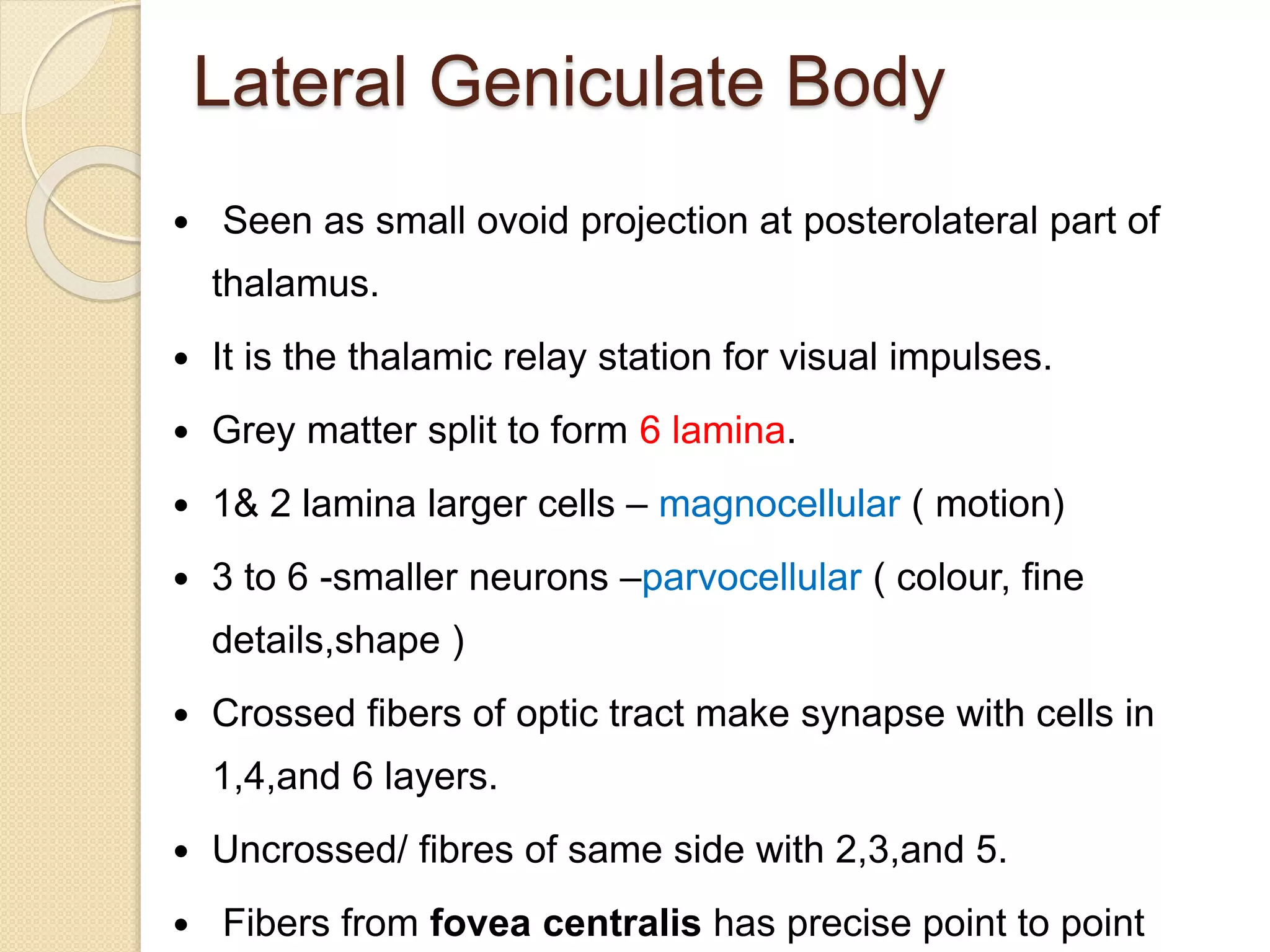 Lateral Geniculate Body
 Seen as small ovoid projection at posterolateral part of
thalamus.
 It is the thalamic relay station for visual impulses.
 Grey matter split to form 6 lamina.
 1& 2 lamina larger cells – magnocellular ( motion)
 3 to 6 -smaller neurons –parvocellular ( colour, fine
details,shape )
 Crossed fibers of optic tract make synapse with cells in
1,4,and 6 layers.
 Uncrossed/ fibres of same side with 2,3,and 5.
 Fibers from fovea centralis has precise point to point
 