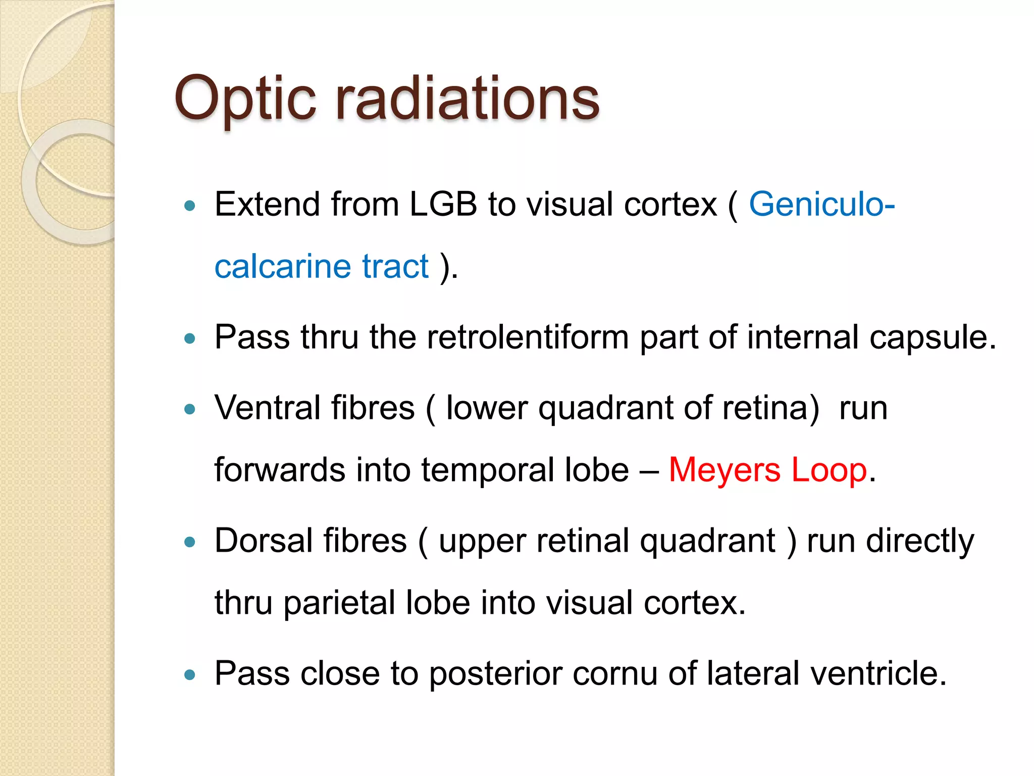 Optic radiations
 Extend from LGB to visual cortex ( Geniculo-
calcarine tract ).
 Pass thru the retrolentiform part of internal capsule.
 Ventral fibres ( lower quadrant of retina) run
forwards into temporal lobe – Meyers Loop.
 Dorsal fibres ( upper retinal quadrant ) run directly
thru parietal lobe into visual cortex.
 Pass close to posterior cornu of lateral ventricle.
 