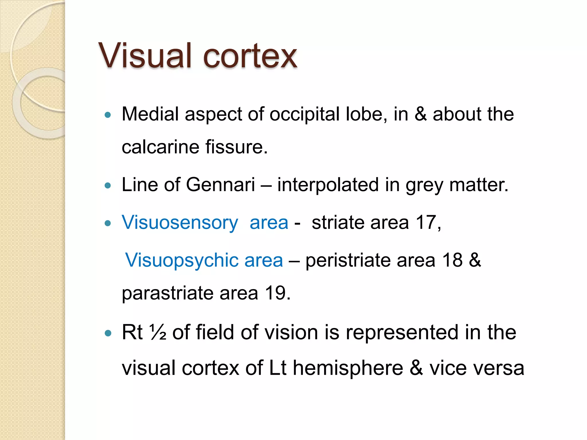 Visual cortex
 Medial aspect of occipital lobe, in & about the
calcarine fissure.
 Line of Gennari – interpolated in grey matter.
 Visuosensory area - striate area 17,
Visuopsychic area – peristriate area 18 &
parastriate area 19.
 Rt ½ of field of vision is represented in the
visual cortex of Lt hemisphere & vice versa
 