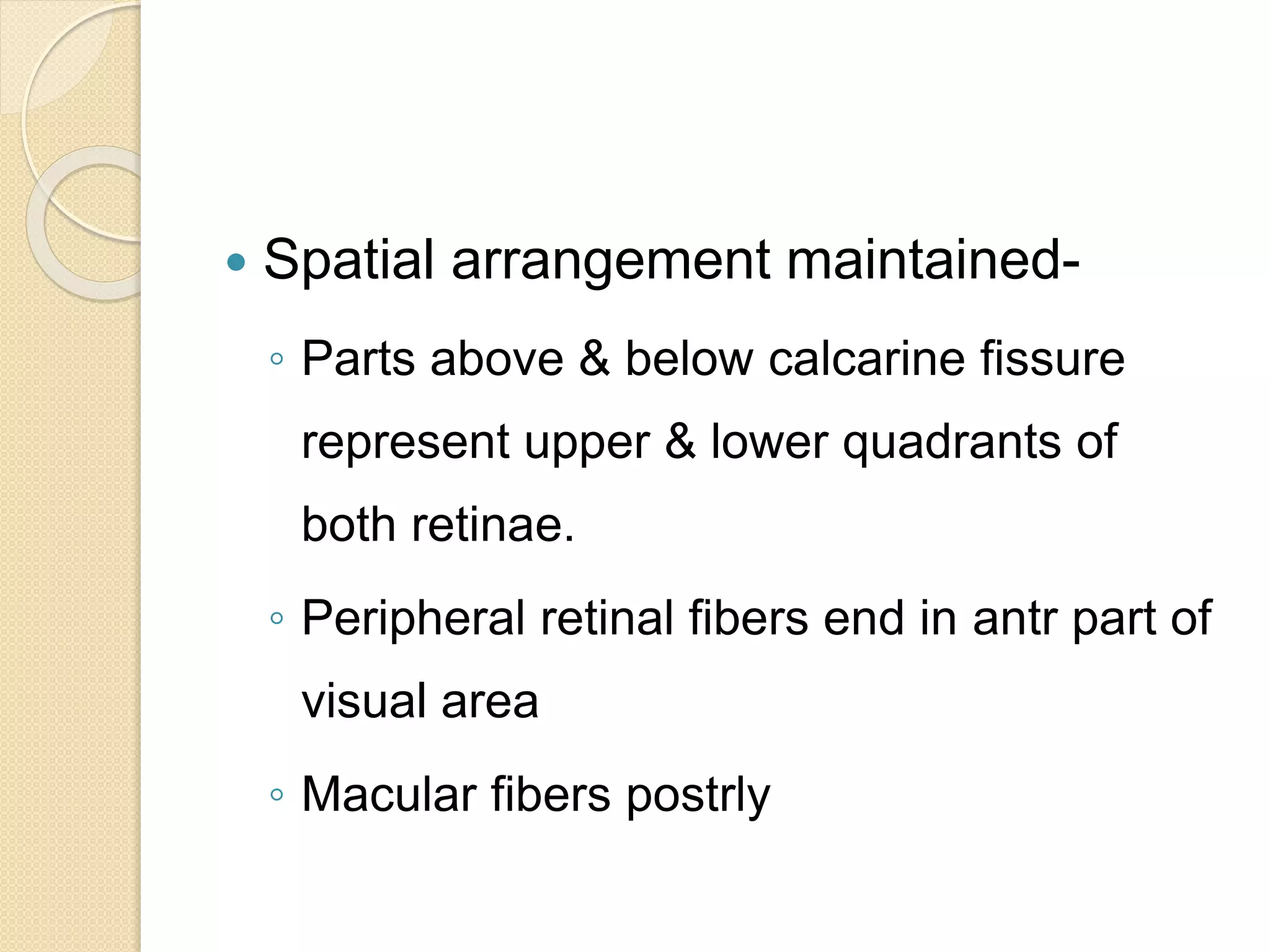  Spatial arrangement maintained-
◦ Parts above & below calcarine fissure
represent upper & lower quadrants of
both retinae.
◦ Peripheral retinal fibers end in antr part of
visual area
◦ Macular fibers postrly
 