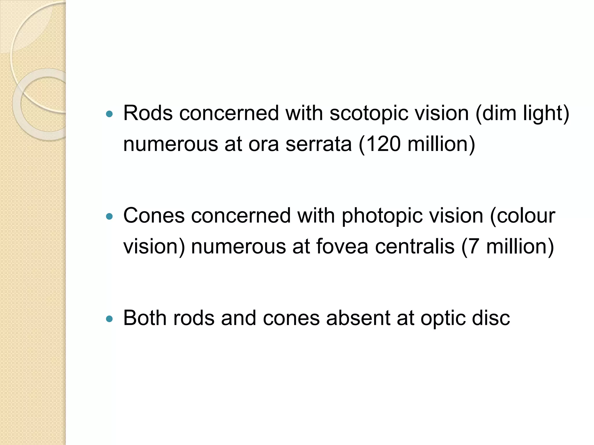  Rods concerned with scotopic vision (dim light)
numerous at ora serrata (120 million)
 Cones concerned with photopic vision (colour
vision) numerous at fovea centralis (7 million)
 Both rods and cones absent at optic disc
 