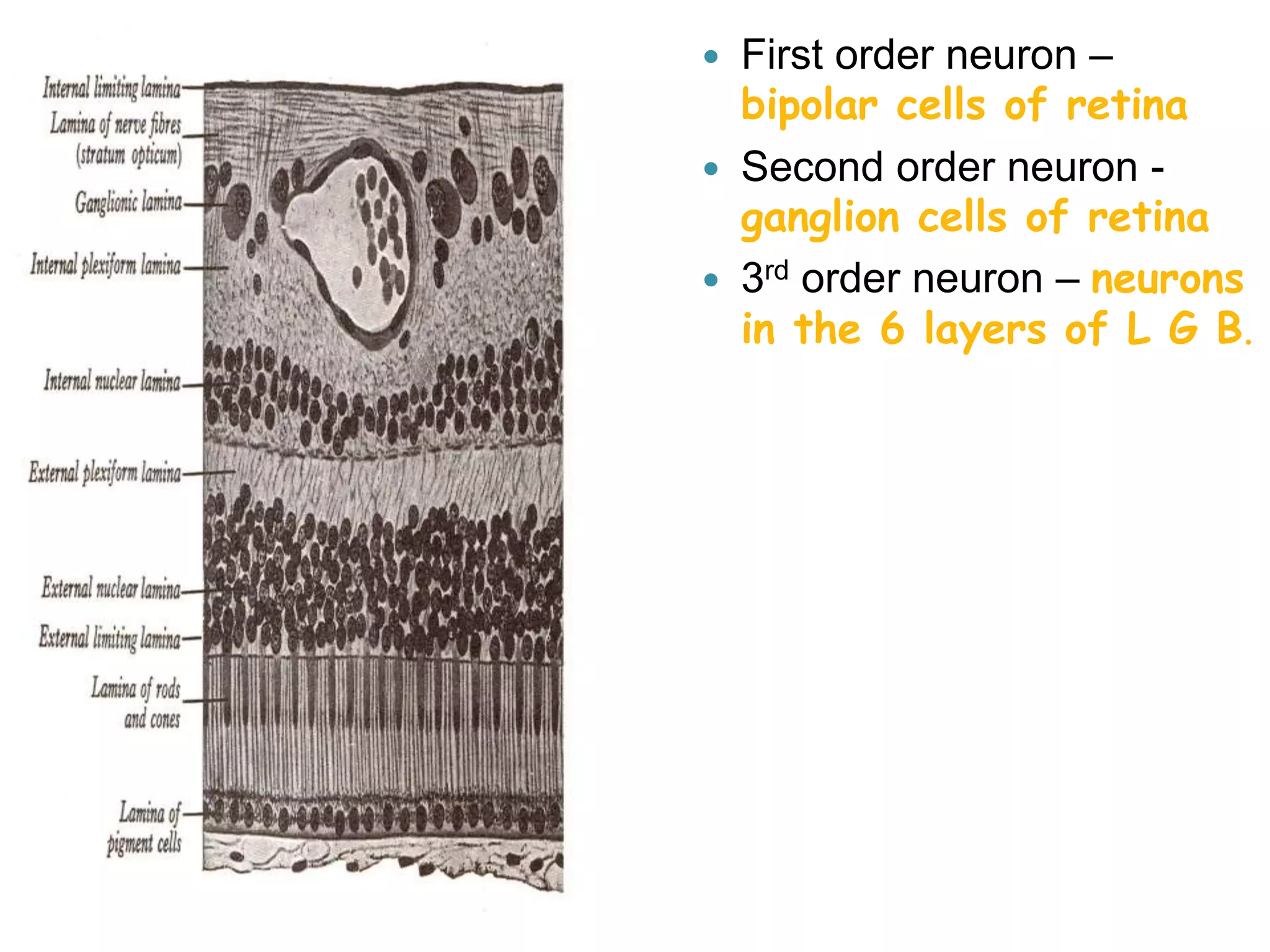  First order neuron –
bipolar cells of retina
 Second order neuron -
ganglion cells of retina
 3rd order neuron – neurons
in the 6 layers of L G B.
 