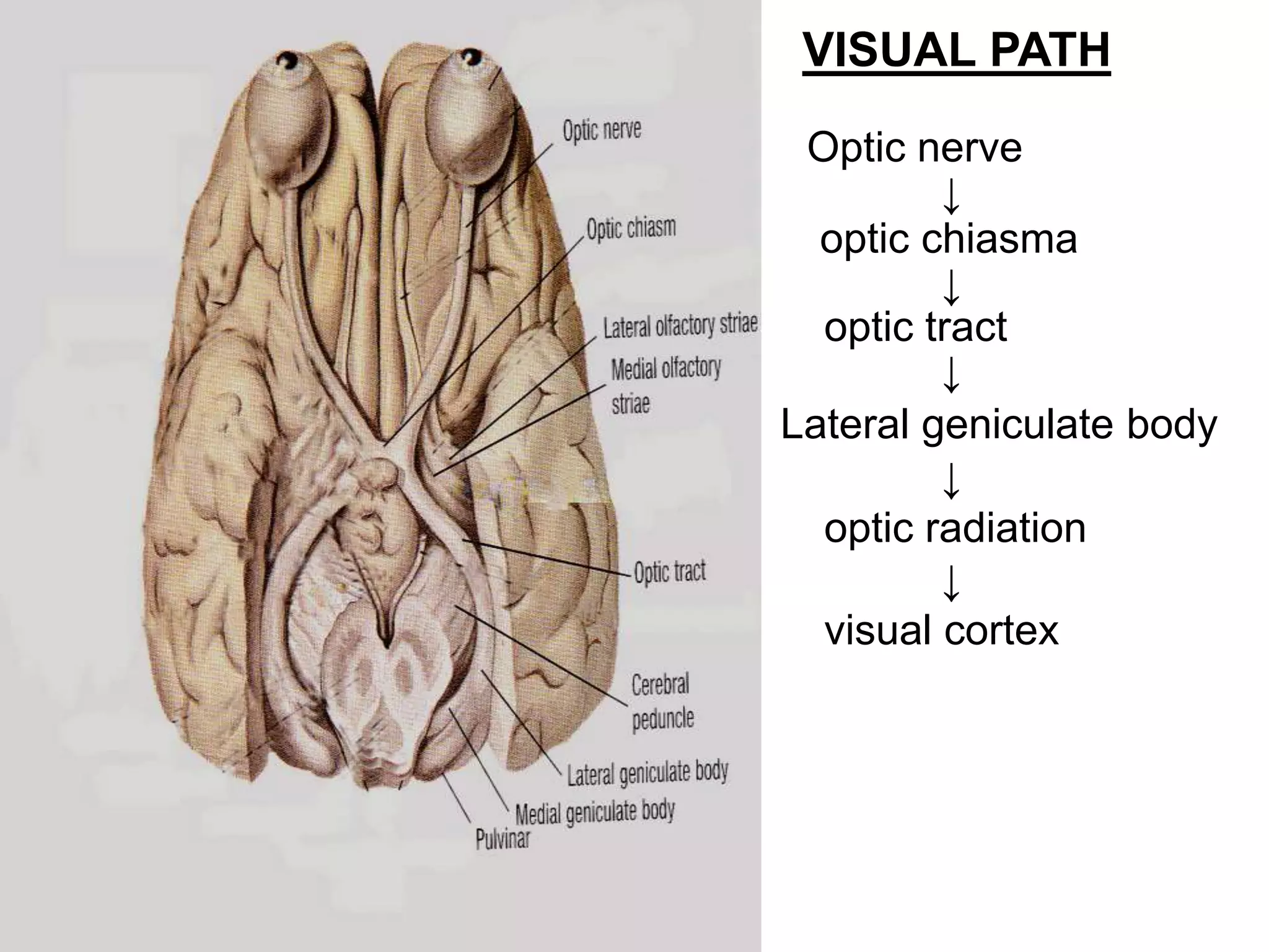 VISUAL PATH
Optic nerve
↓
optic chiasma
↓
optic tract
↓
Lateral geniculate body
↓
optic radiation
↓
visual cortex
 