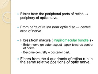  Fibres from the peripheral parts of retina →
periphery of optic nerve.
 From parts of retina near optic disc → central
area of nerve.
 Fibres from macula ( Papillomacular bundle ) -
◦ Enter nerve on outer aspect , apex towards centre
of nerve.
◦ Become centrally – posterior part.
 Fibers from the 4 quadrants of retina run in
the same relative positions of optic nerve
 