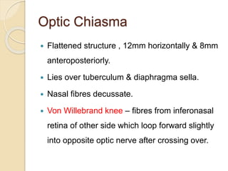 Optic Chiasma
 Flattened structure , 12mm horizontally & 8mm
anteroposteriorly.
 Lies over tuberculum & diaphragma sella.
 Nasal fibres decussate.
 Von Willebrand knee – fibres from inferonasal
retina of other side which loop forward slightly
into opposite optic nerve after crossing over.
 