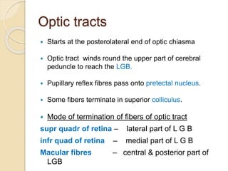Optic tracts
 Starts at the posterolateral end of optic chiasma
 Optic tract winds round the upper part of cerebral
peduncle to reach the LGB.
 Pupillary reflex fibres pass onto pretectal nucleus.
 Some fibers terminate in superior colliculus.
 Mode of termination of fibers of optic tract
supr quadr of retina – lateral part of L G B
infr quad of retina – medial part of L G B
Macular fibres – central & posterior part of
LGB
 