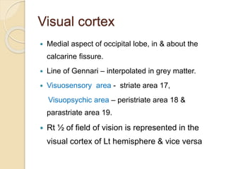 Visual cortex
 Medial aspect of occipital lobe, in & about the
calcarine fissure.
 Line of Gennari – interpolated in grey matter.
 Visuosensory area - striate area 17,
Visuopsychic area – peristriate area 18 &
parastriate area 19.
 Rt ½ of field of vision is represented in the
visual cortex of Lt hemisphere & vice versa
 