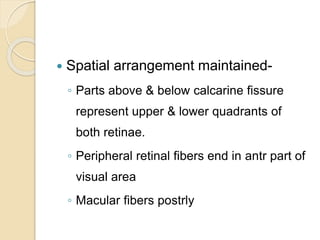  Spatial arrangement maintained-
◦ Parts above & below calcarine fissure
represent upper & lower quadrants of
both retinae.
◦ Peripheral retinal fibers end in antr part of
visual area
◦ Macular fibers postrly
 