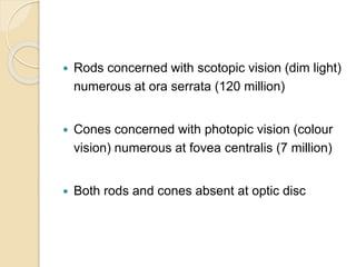 Rods concerned with scotopic vision (dim light)
numerous at ora serrata (120 million)
 Cones concerned with photopic vision (colour
vision) numerous at fovea centralis (7 million)
 Both rods and cones absent at optic disc
 