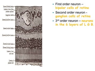  First order neuron –
bipolar cells of retina
 Second order neuron -
ganglion cells of retina
 3rd order neuron – neurons
in the 6 layers of L G B.
 