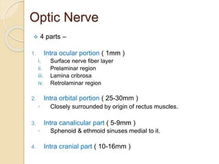 Optic Nerve
 4 parts –
1. Intra ocular portion ( 1mm )
i. Surface nerve fiber layer
ii. Prelaminar region
iii. Lamina cribrosa
iv. Retrolaminar region
2. Intra orbital portion ( 25-30mm )
◦ Closely surrounded by origin of rectus muscles.
3. Intra canalicular part ( 5-9mm )
◦ Sphenoid & ethmoid sinuses medial to it.
4. Intra cranial part ( 10-16mm )
 