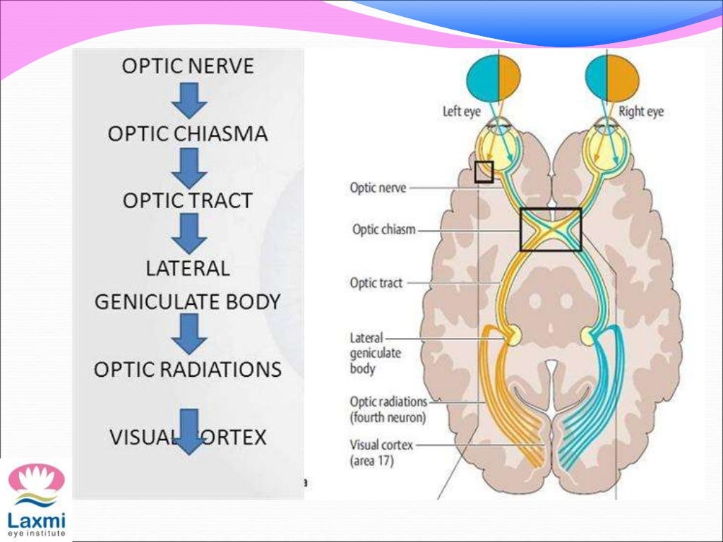 Visual pathway