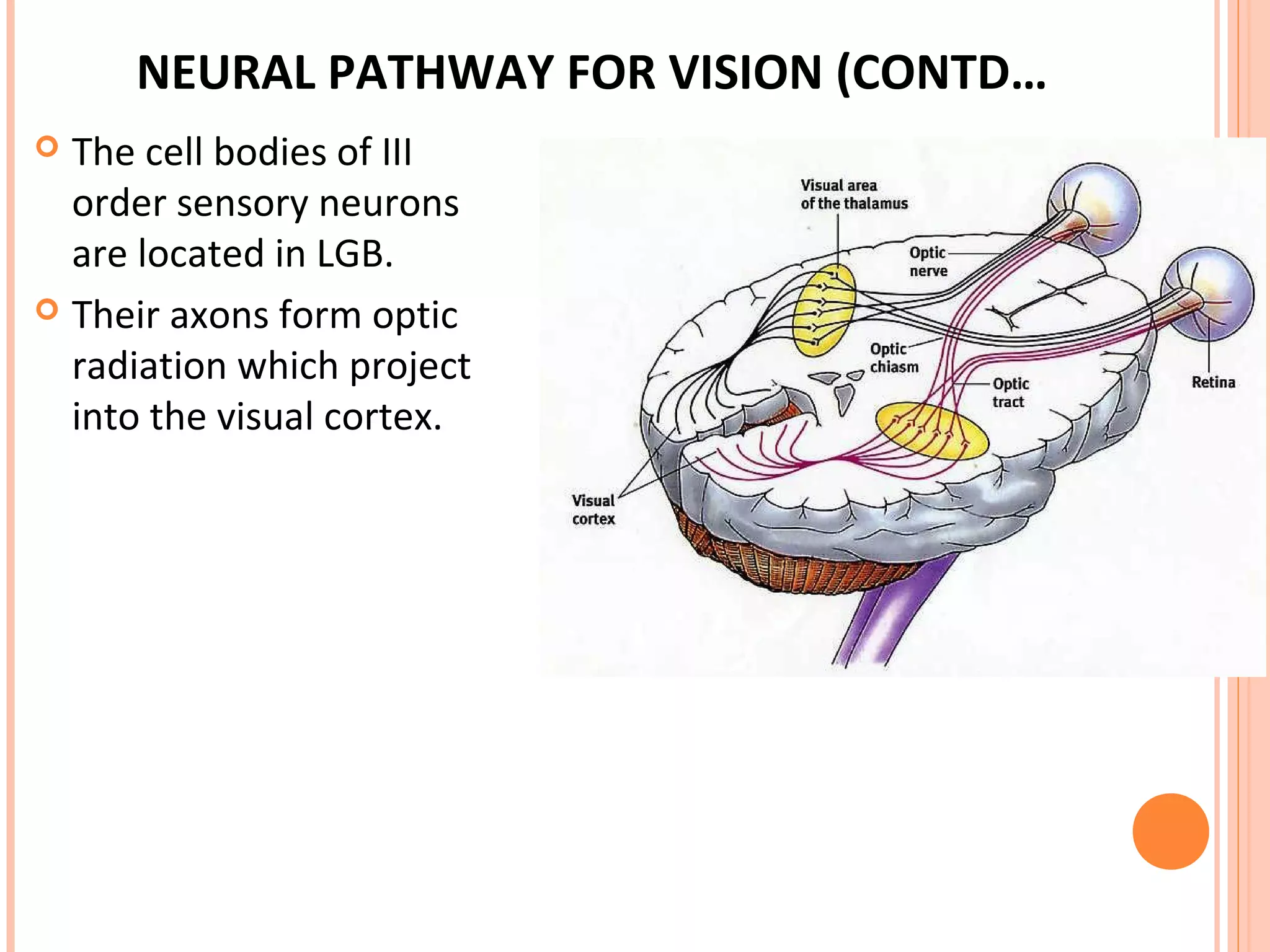 NEURAL PATHWAY FOR VISION (CONTD…
 The cell bodies of III
order sensory neurons
are located in LGB.
 Their axons form optic
radiation which project
into the visual cortex.
 