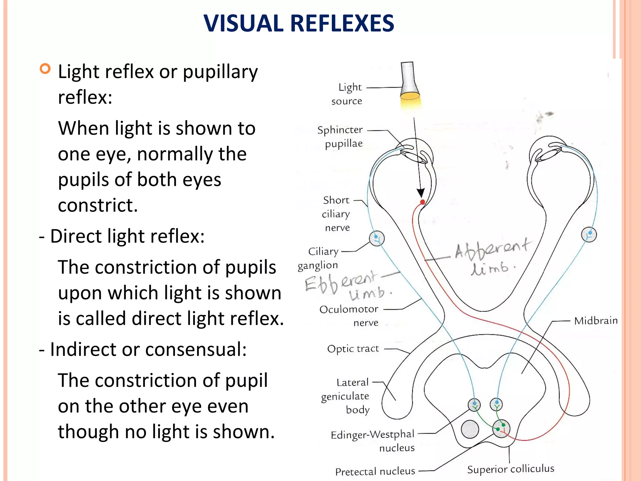 VISUAL REFLEXES
 Light reflex or pupillary
reflex:
When light is shown to
one eye, normally the
pupils of both eyes
constrict.
- Direct light reflex:
The constriction of pupils
upon which light is shown
is called direct light reflex.
- Indirect or consensual:
The constriction of pupil
on the other eye even
though no light is shown.
 