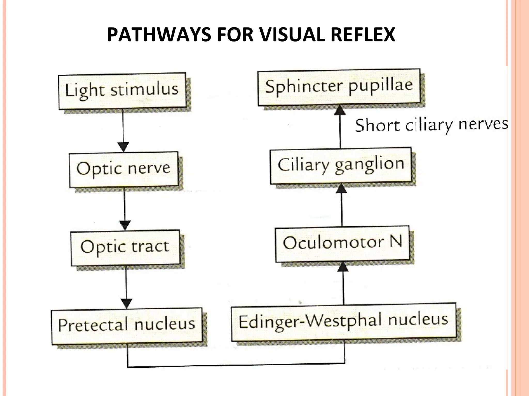 PATHWAYS FOR VISUAL REFLEX
 